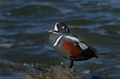 Harlequin Duck