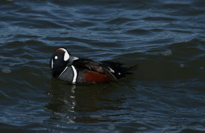 Harlequin Duck