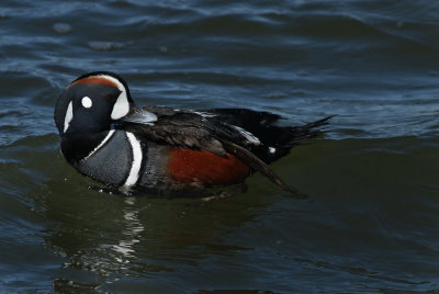Harlequin Duck