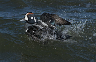 Harlequin Duck