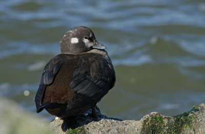 Harlequin Duck (female)