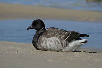Atlantic Brant