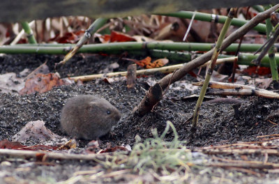Meadow Vole