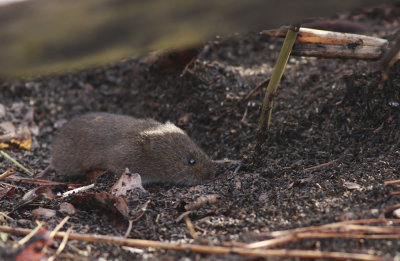 Meadow Vole