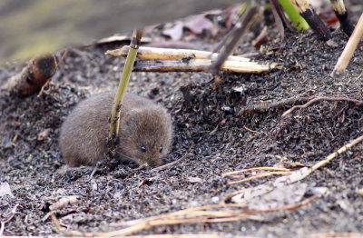 Meadow Vole