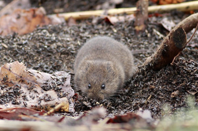 Meadow Vole