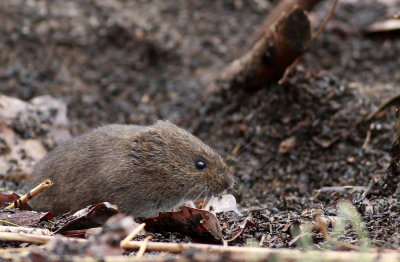 Meadow Vole