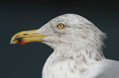 Herring Gull