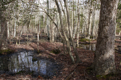 Hardwood swamp
