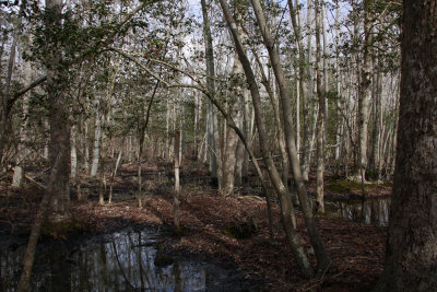 Hardwood swamp