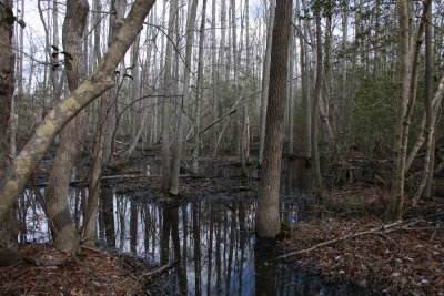 Hardwood swamp