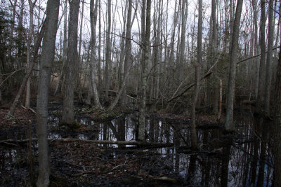 Hardwood swamp