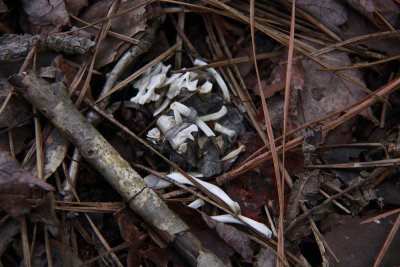 Owl pellet