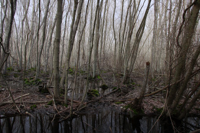 Hardwood swamp 
