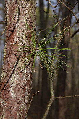 Regeneration (Pitch Pine)