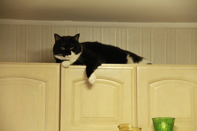 Sammy on top of the cabinets!
