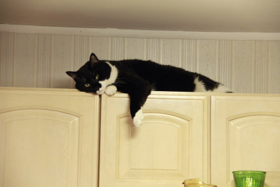 Sammy on top of the cabinets!