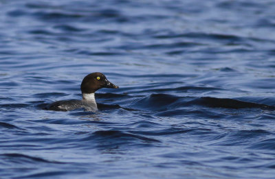 Common Goldeneye (female)