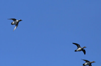 Hooded Mergansers