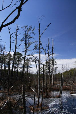 _MG_8595.jpg