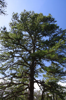 Pinus rigida- Pitch Pine