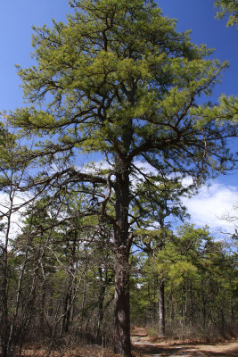 Pinus rigida- Pitch Pine