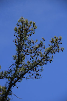 Pinus echinata- Shortleaf Pine