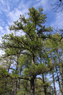 Pinus echinata- Shortleaf Pine