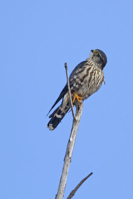 Merlin