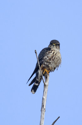 Merlin