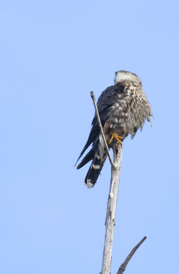 Merlin