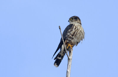 Merlin