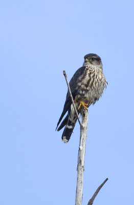 Merlin