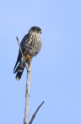 Merlin