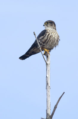 Merlin