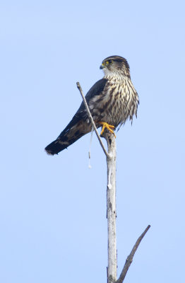 Lookout below!