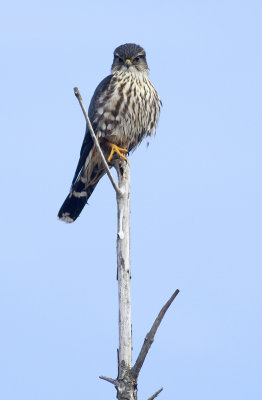 Merlin