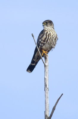 Merlin
