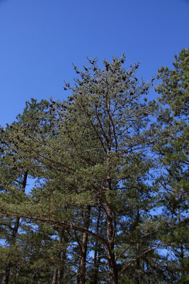 Pinus virginiana- Virginia Pine