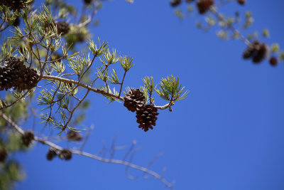 Pinus virginiana- Virginia Pine