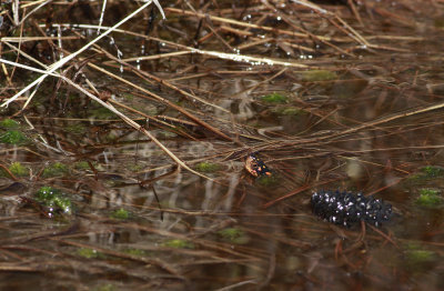 Spotted Turtle