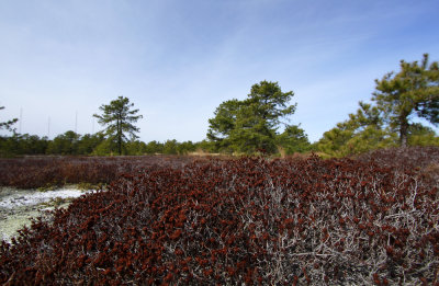 Corema conradii- Broom Crowberry