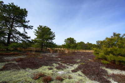 Corema conradii- Broom Crowberry