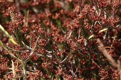 Corema conradii- Broom Crowberry