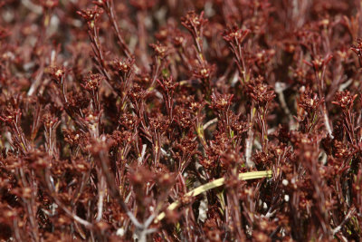 Corema conradii- Broom Crowberry