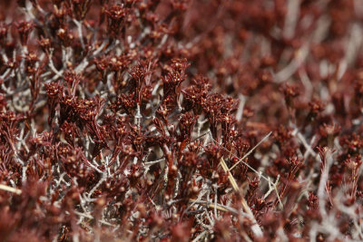 Corema conradii- Broom Crowberry