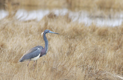 Tricolored Heron