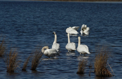 Tundra Swans