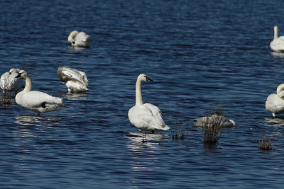 Tundra Swans