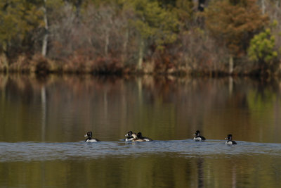 Ring-necked Ducks